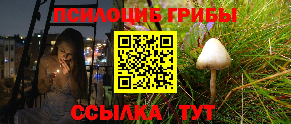 Псилоцибиновые грибы Psilocybe Рубцовск